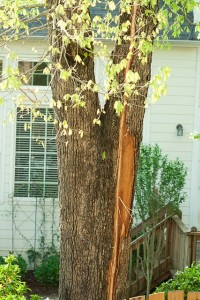 Lightning Damaged Tree Bark