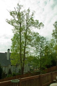 Big Oak Tree