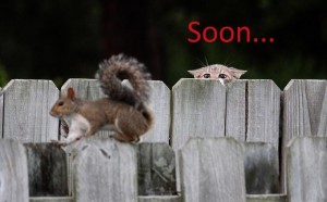 soon-squirrel